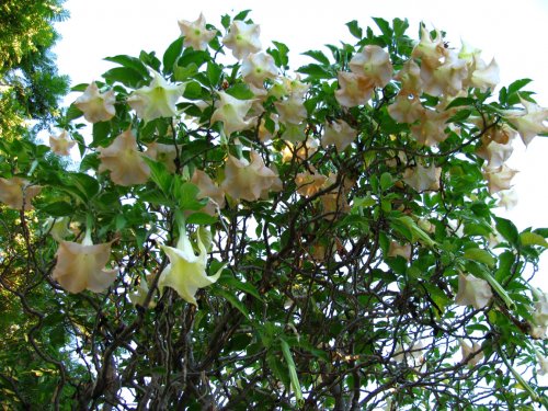 Close-up of the Trumpet tree flowers.  They were big!
