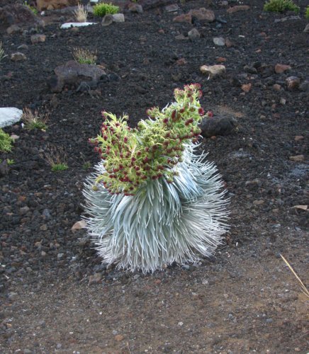 An [i]ahinahina[/i], or silversword, plant across from where our tour bus parked.
