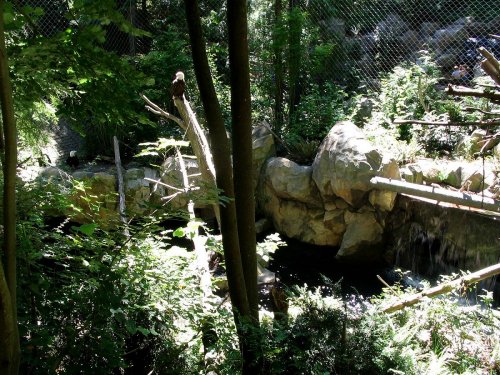 The Bald Eagle exhibit.  Below the waterfall is where the river fish viewing area is.
