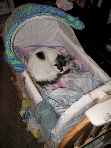 Shy Bobbi-Sue in her favorite spot, the baby's bassinet.  Nov.2006
