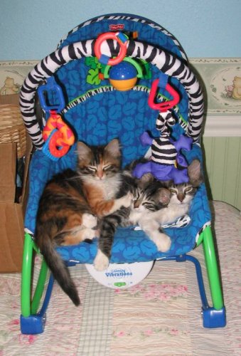 All three kittens sleeping in Bella's bouncy-chair.  Bitsy, Itsy, and Spider.
