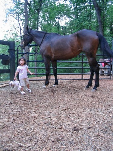"Daddy, that's a horse!"  Now repeat that a dozen times...
