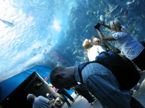 Visit to the [url=http://www.georgiaaquarium.org/]Georgia Aquarium[/url].  Neat place, definitely recommend seeing.
