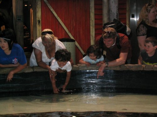 Touching small sting-rays and hammerhead sharks.  Auntie Malini, Jhase, Bella, & Daddy.
