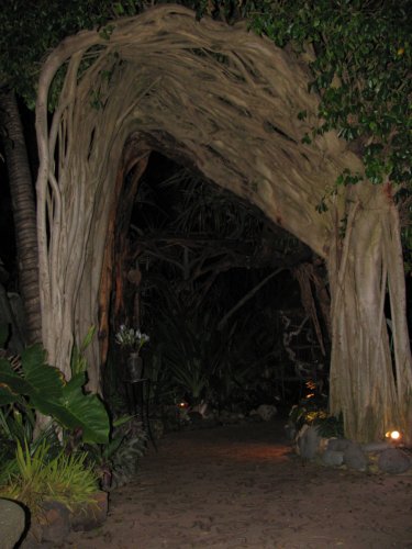 Very cool tree arch at the entrance to the restaurant.

