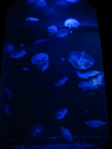 Glowing jelly fish.
