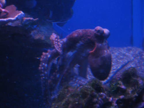 Tiny octopus.
